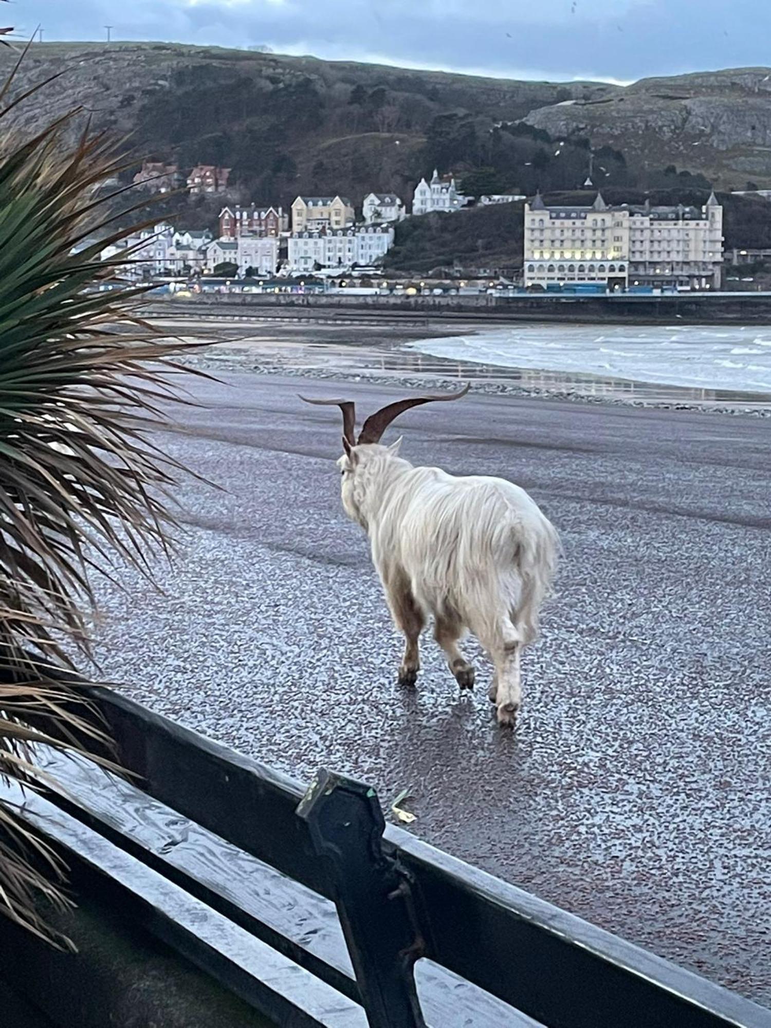Glan Y Mor Hotel (Adults Only) Llandudno Buitenkant foto